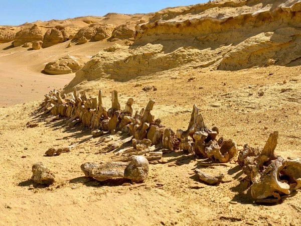 One-of-the-remains-of-whales-in-Wadi-Hitan